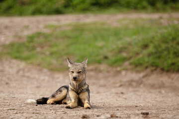 striped jackal walks along animal extremely close