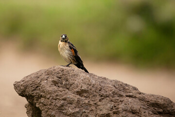 small brown with red spot on wing,
