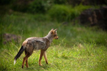 striped jackal walks along animal path side view
