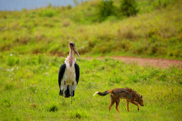 large marabou fights with jackal on green meadow