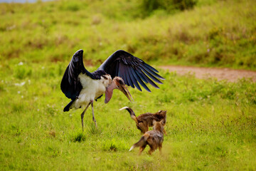 large marabou fights with jackal on green meadow