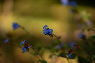 fleur bleue