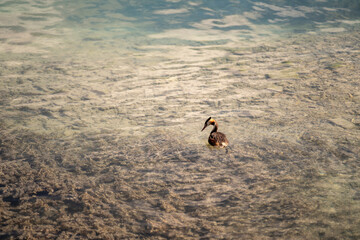 Canard