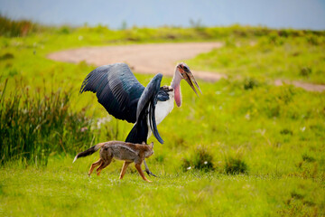 large marabou fights with jackal on green meadow