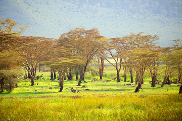 beautiful African landscape with acacia. Mountains, trees - obrazy, fototapety, plakaty