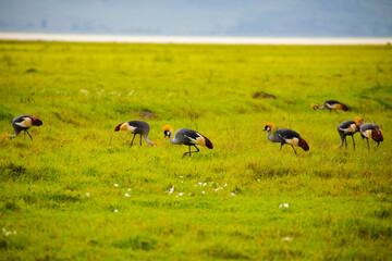 Oriental Crowned Crane, symbol Uganda