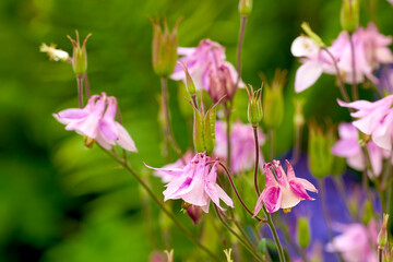 Aquilegia - beautiful garden flower