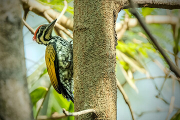 red headed woodpecker