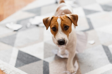Portrait of Jack Russell Terrier dog destroying the documents at home. Cute dog destroyed living room - obrazy, fototapety, plakaty