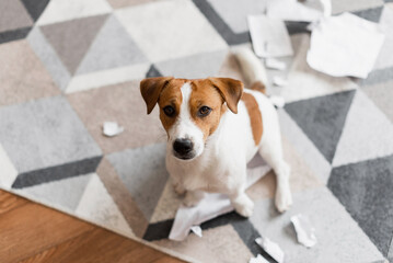 Portrait of Jack Russell Terrier dog destroying the documents at home. Cute dog destroyed living...