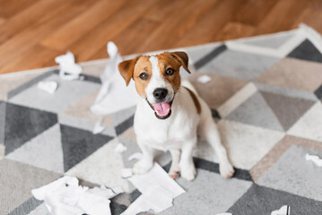 Portrait of Jack Russell Terrier dog destroying the documents at home. Cute dog destroyed living room - obrazy, fototapety, plakaty