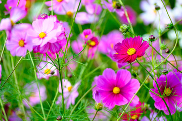 pink and white cosmos