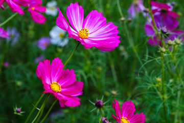 cosmos in the garden