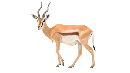 Antelope on transparent background