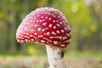 Amanita muscaria, commonly known as the fly agaric. 
