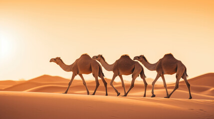 Fototapeta na wymiar Wild camels crossing the desert sand dunes at sunset. A tranquil and dramatic scene in the arid wilderness.