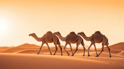 Fototapeten Wild camels crossing the desert sand dunes at sunset. A tranquil and dramatic scene in the arid wilderness. © DenisNata