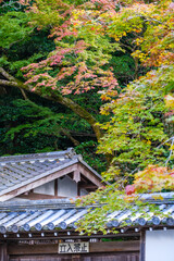 Japanese house in the forest