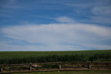 Horizontal photo of green wheat field and blue sky with white clouds. In front a wooden fence. Background and textures. Screen saver.