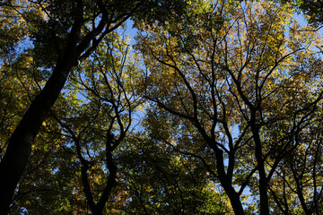 trees in the autumn in forest Grumsin
