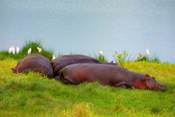 small family herd hippos resting on grass near lake