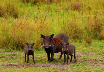 Common Warthog family in wild nature