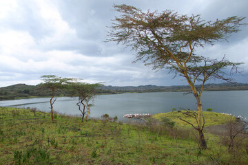 wild and beautiful African landscape with tree over lake.