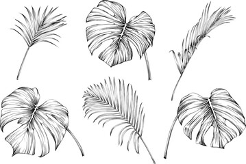 Leaves isolated on white collection. Tropical leaves set. Hand drawn vintage illustration.  - obrazy, fototapety, plakaty