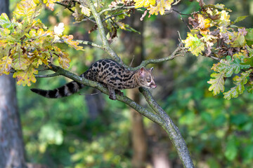 Large-spotted genet (Genetta tigrina) in natural habitat, South Africa