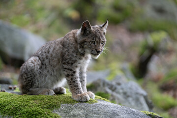 Lynx in green forest with tree trunk. Wildlife scene from nature. Playing Eurasian lynx, animal behaviour in habitat. Wild cat from Germany. Wild Bobcat between the trees