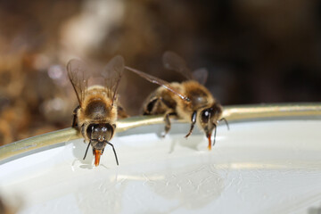 Bee drinking sirup