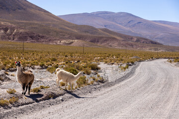 Traveling the famous Ruta40 in the scenic Argentinian highlands - fantastic views while driving...