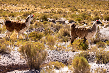 Traveling the famous Ruta40 in the scenic Argentinian highlands - fantastic views while driving through colorful and remarkably shaped mountains and watching wildlife in high altitude in South America