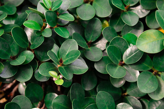 Ficus microcarpa, also known as Chinese banyan, Indian bay tree.