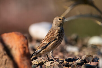 A linnet sitting on the ground. Carduelis cannabina, linaria cannabina.