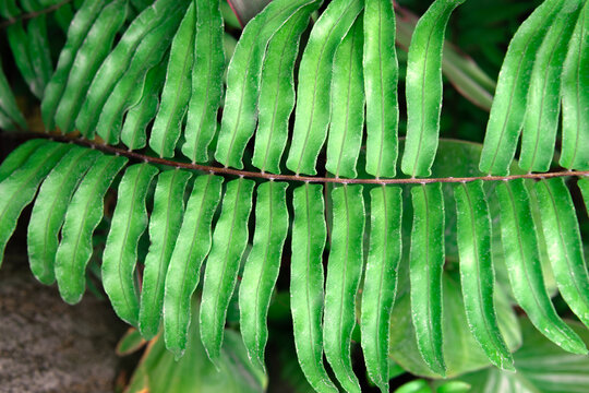 Beautiful ferns or Polypodiophyta growing in the garden.