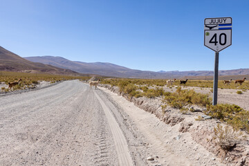 Traveling the famous Ruta40 in the scenic Argentinian highlands - fantastic views while driving through colorful and remarkably shaped mountains and watching wildlife in high altitude in South America