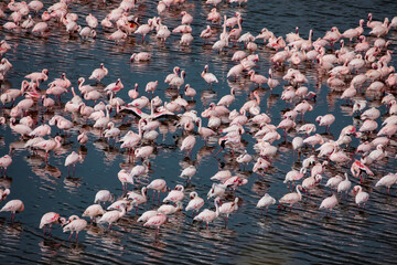 Naklejka premium Many white-pink birds and their reflection in water