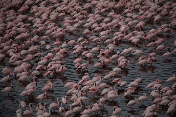 Many white-pink birds and their reflection in water