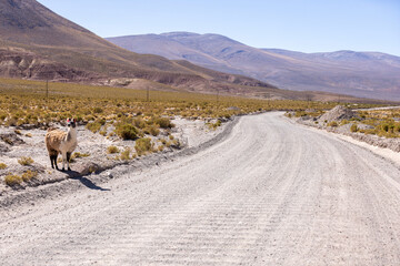 Traveling the famous Ruta40 in the scenic Argentinian highlands - fantastic views while driving...