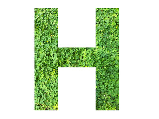 H shape made from green grass isolated on transparent background, suitable for template go green...