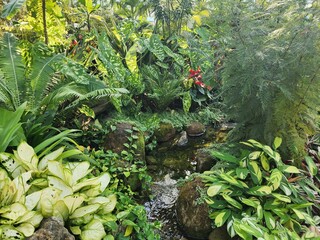 tropical plants in the garden
