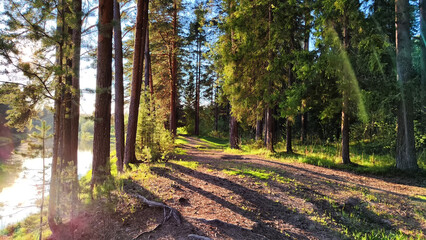 A pine forest with trees, trunks, water of a river or lake, illuminated by the summer, autumn, or spring evening sun. A beautiful natural landscape for postcard or wallpaper