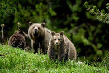 Grizzly Bears - obrazy, fototapety, plakaty