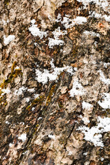 The texture of the bark of an apple tree covered with moss