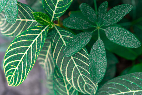 Closeup view of sanchezia leaves, beautiful ornamental plant for garden