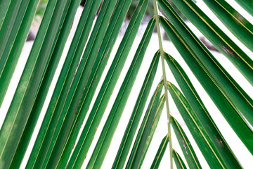 Close up green palm leaf texture, ornamental plants in the garden