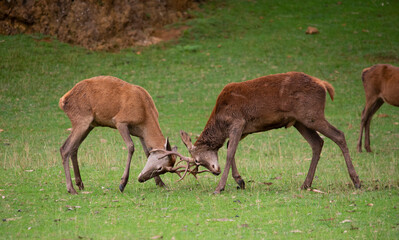 Young Deer Fighting