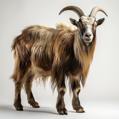 goat on a white background