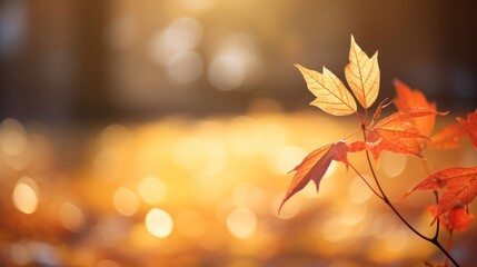 Orange leaves are falling during autumn, images for autumn graphics.